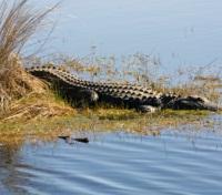 Horn Island Gator